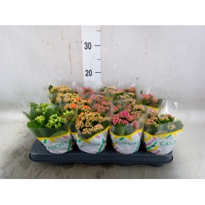 Kalanchoe blos. 'Calandiva Nolin'