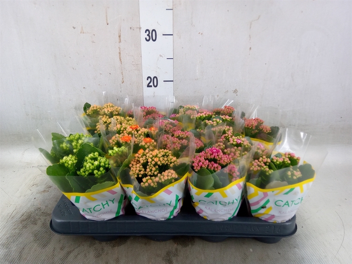 <h4>Kalanchoe blos. 'Calandiva Nolin'</h4>