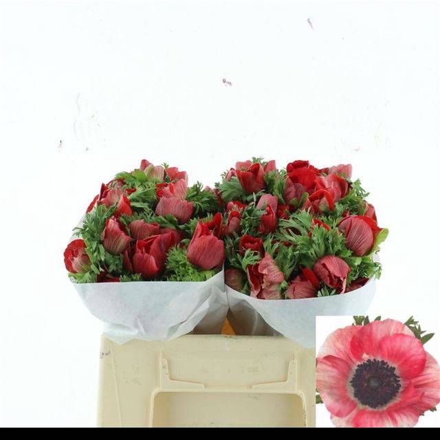 <h4>ANEM CO MIS + RED</h4>