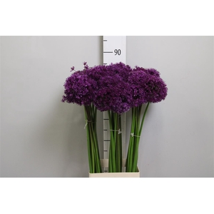 Allium Purple Sens