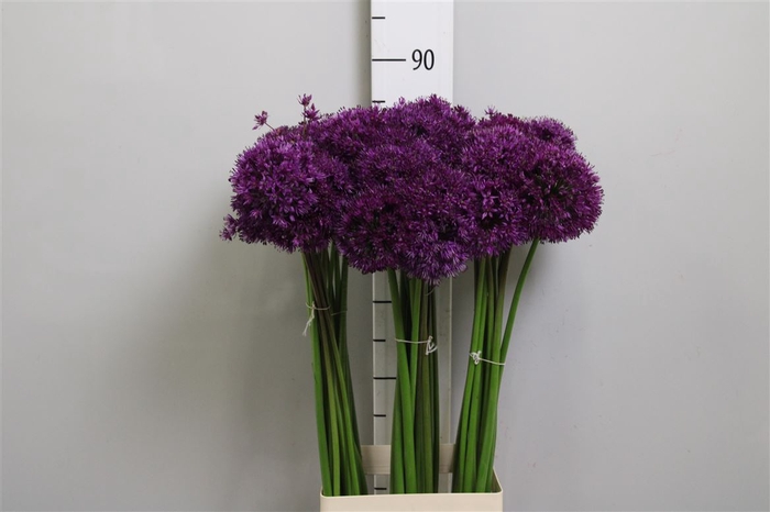 <h4>Allium Purple Sens</h4>
