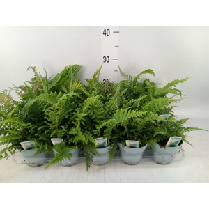 Ferns   ...mix