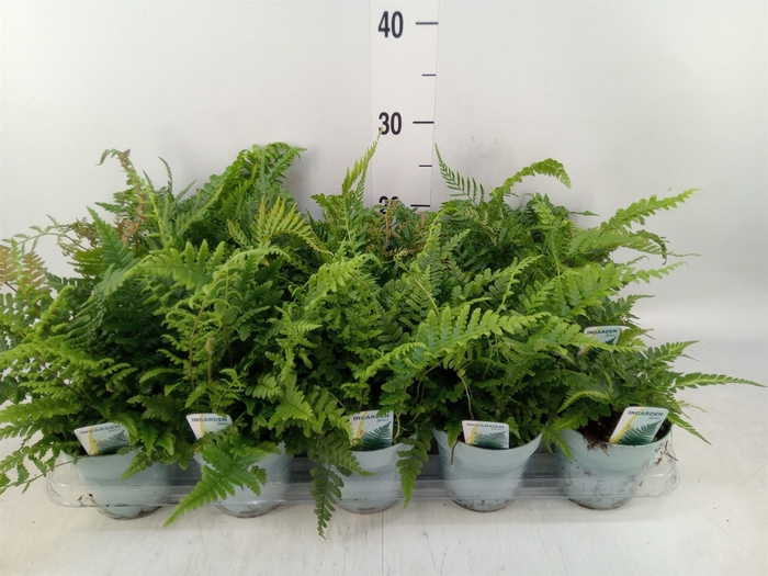<h4>Ferns   ...mix</h4>