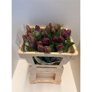 Tu Du Negrita Double