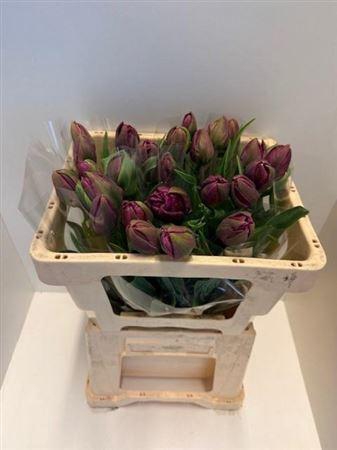 <h4>Tu Du Negrita Double</h4>