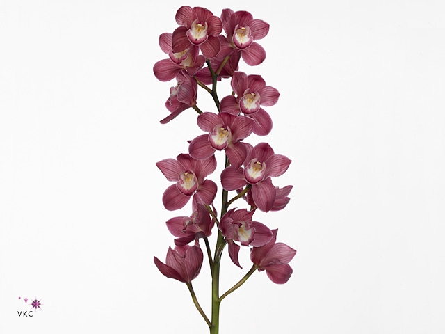 CYMB T MRS PINK PANT