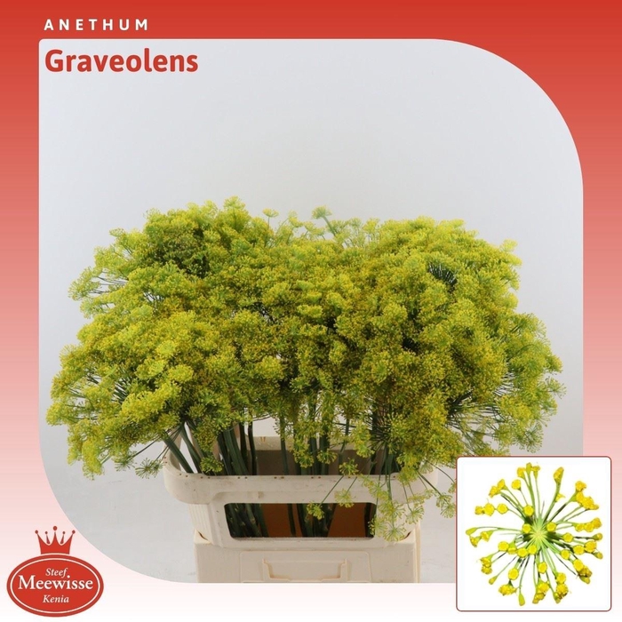<h4>Anethum Graveolens</h4>