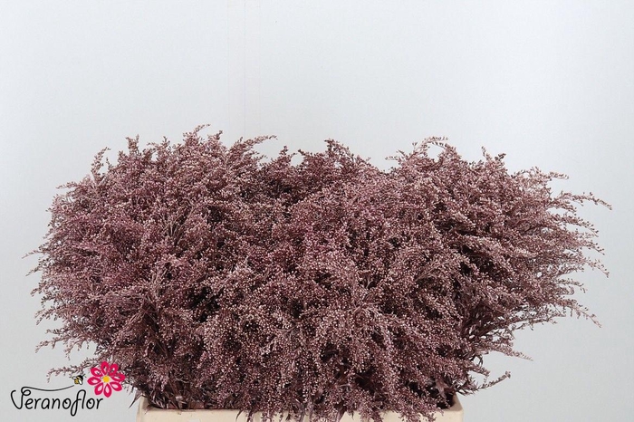 <h4>SOLI OV KLB H%</h4>