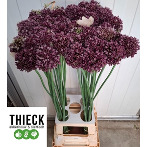 ALLIUM PURPL MYSTERY