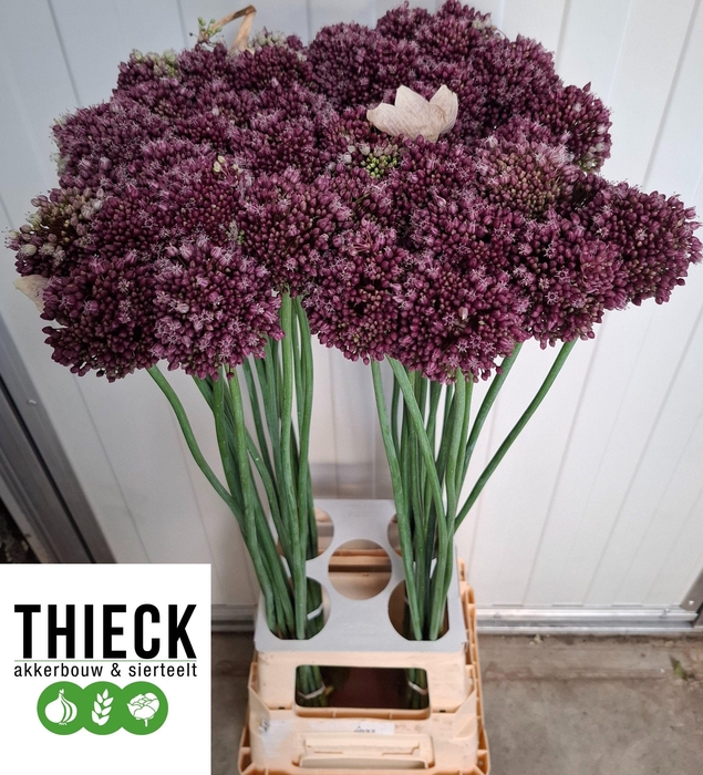 <h4>ALLIUM PURPL MYSTERY</h4>