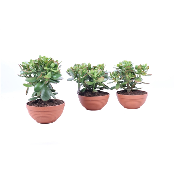 <h4>Crassula sunset schaal 17 cm</h4>