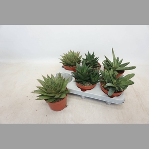 ALOE GEM