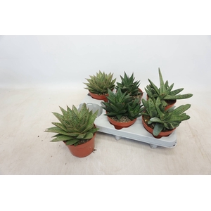 ALOE GEM
