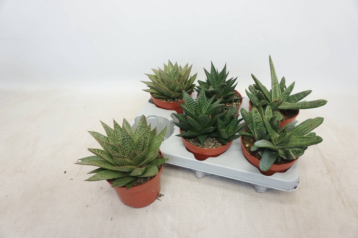 <h4>ALOE GEM</h4>