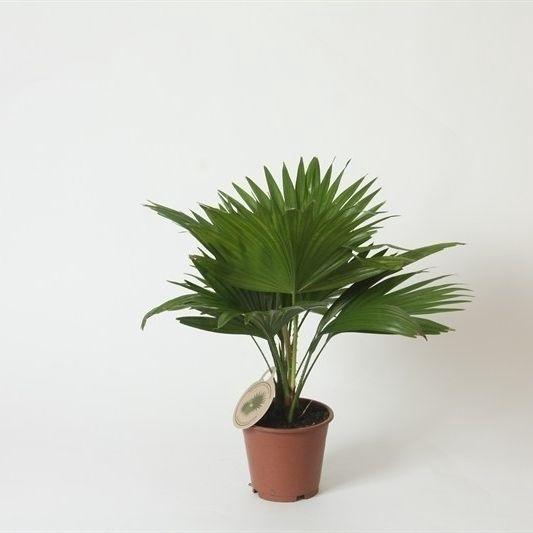 <h4>Livistona rotundifolia</h4>