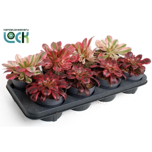 Aeonium mix