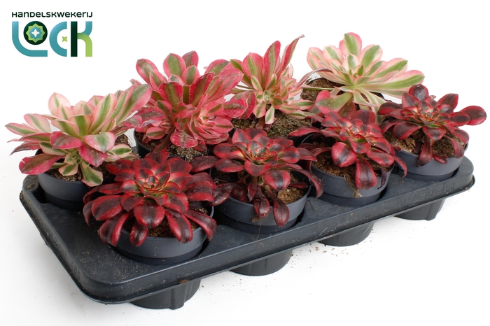 <h4>Aeonium mix</h4>