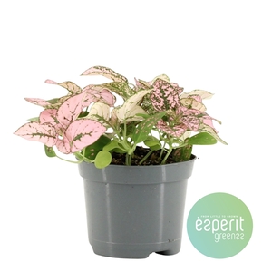 Hypoestes Pink