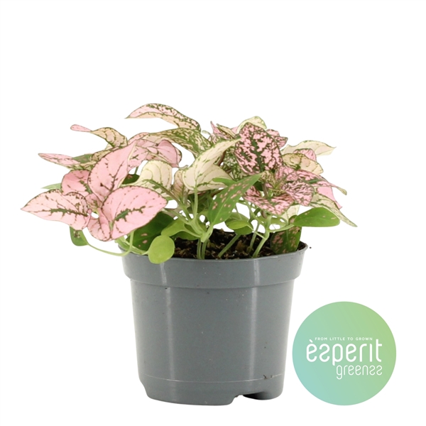 <h4>Hypoestes Pink</h4>