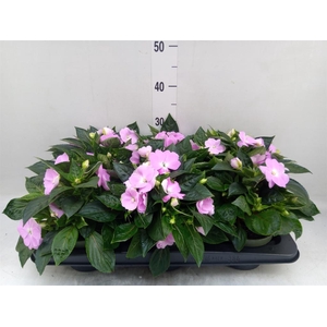 Impatiens NG 'Tamarinda Violet'