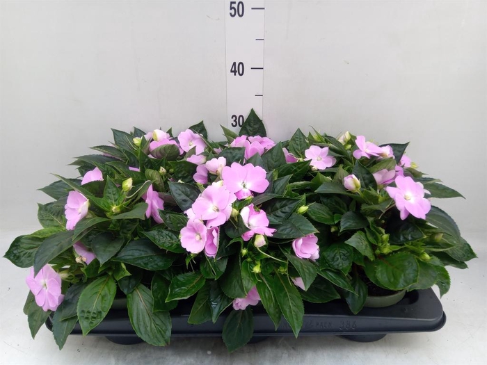 <h4>Impatiens NG 'Tamarinda Violet'</h4>