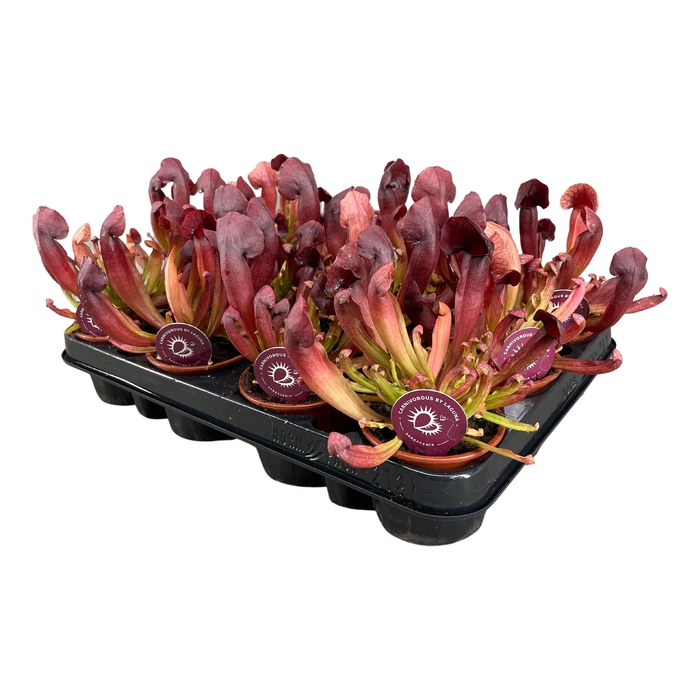 <h4>Sarracenia Catesbaei</h4>