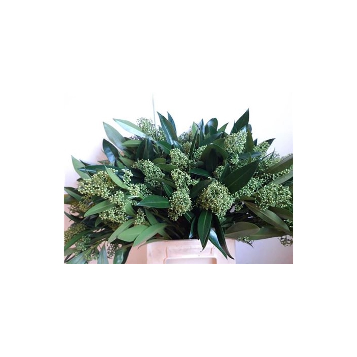 <h4>Skim C Kew Green Bs 45cm</h4>