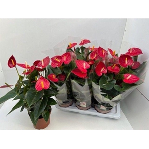 Anthurium Tremendo