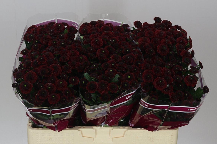 <h4>Sant Purpetta Red</h4>