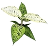 Overig planten