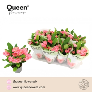 Euphorbia Tiara Charlotte Roze P12 Queen