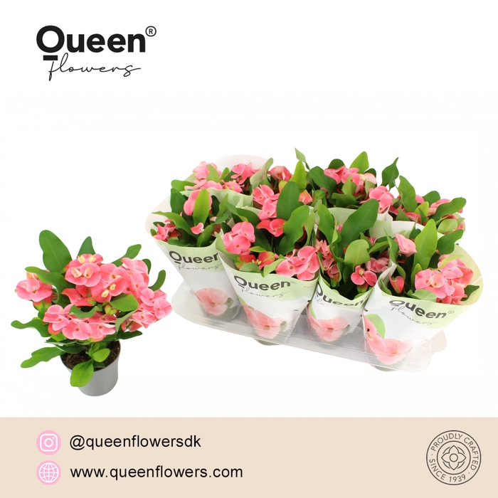 <h4>Euphorbia Tiara Charlotte Roze P12 Queen</h4>