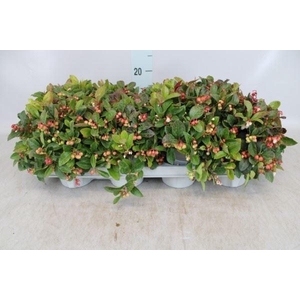 Gaultheria proc.