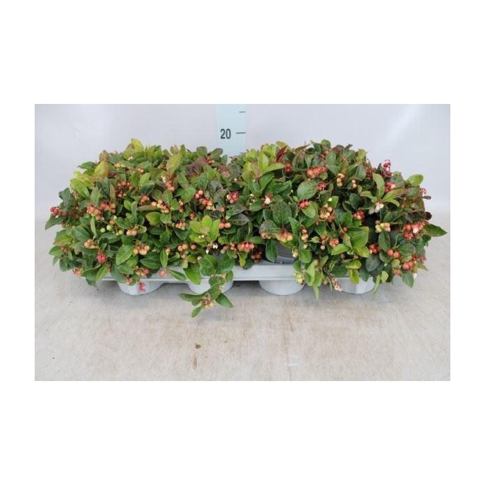 <h4>Gaultheria proc.</h4>