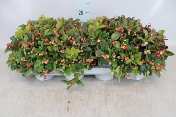 Gaultheria proc.