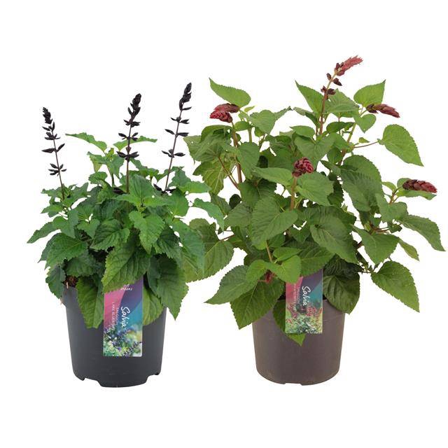 <h4>Salvia Salgoon mix</h4>