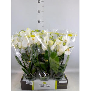 Phalaenopsis   ...white