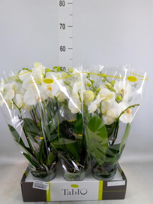 <h4>Phalaenopsis ...white</h4>