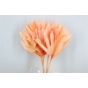 Dried Palm Sun 6pc Light Pink Bunch