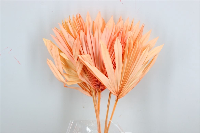 Dried Palm Sun 6pc Light Pink Bunch