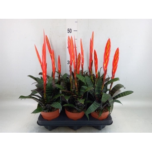 Vriesea  'Era'