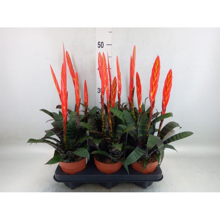 <h4>Vriesea  'Era'</h4>