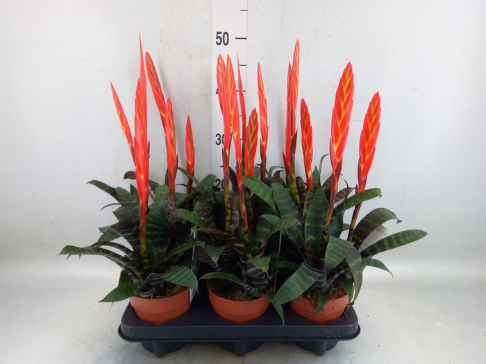 <h4>Vriesea  'Era'</h4>