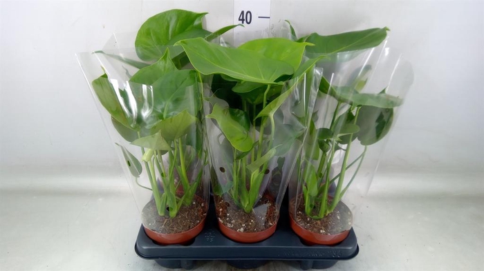 <h4>Monstera   ...</h4>