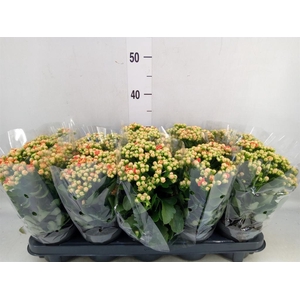 Kalanchoe  'MoreFlow Geneva'