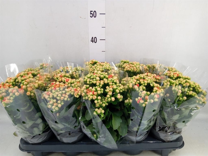 <h4>Kalanchoe  'MoreFlow Geneva'</h4>