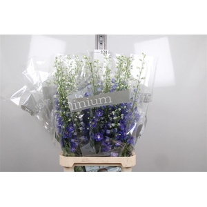 Delph Du Blue Emerald