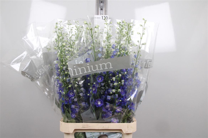 <h4>Delph Du Blue Emerald</h4>