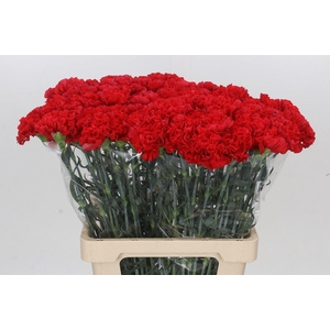 Dianthus St Arona