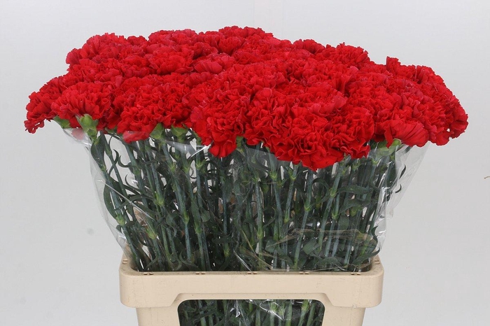 <h4>Dianthus St Arona</h4>